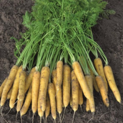 Marchew Yellow Moon F1 100 tyś. nasion precyzja st